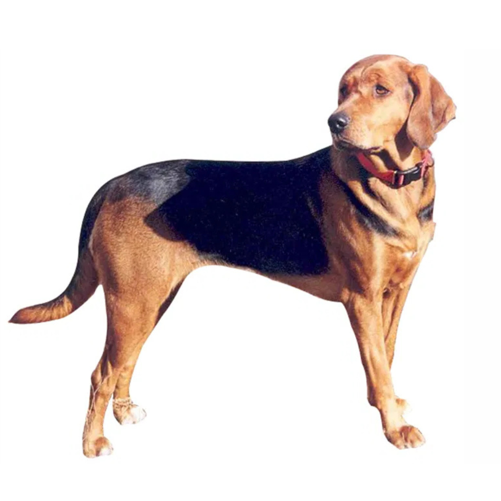 Gonczy Polski (Braco Polaco)