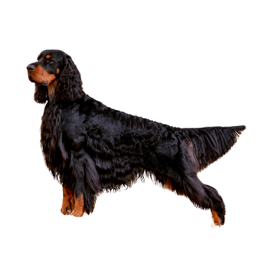 Gordon Setter (of Schotse Setter)