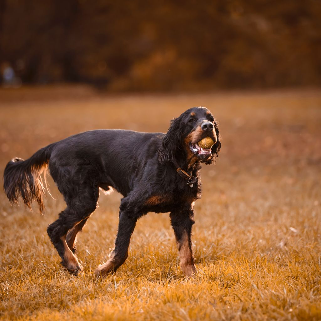 Gordon Setter (ou Setter Écossais) 