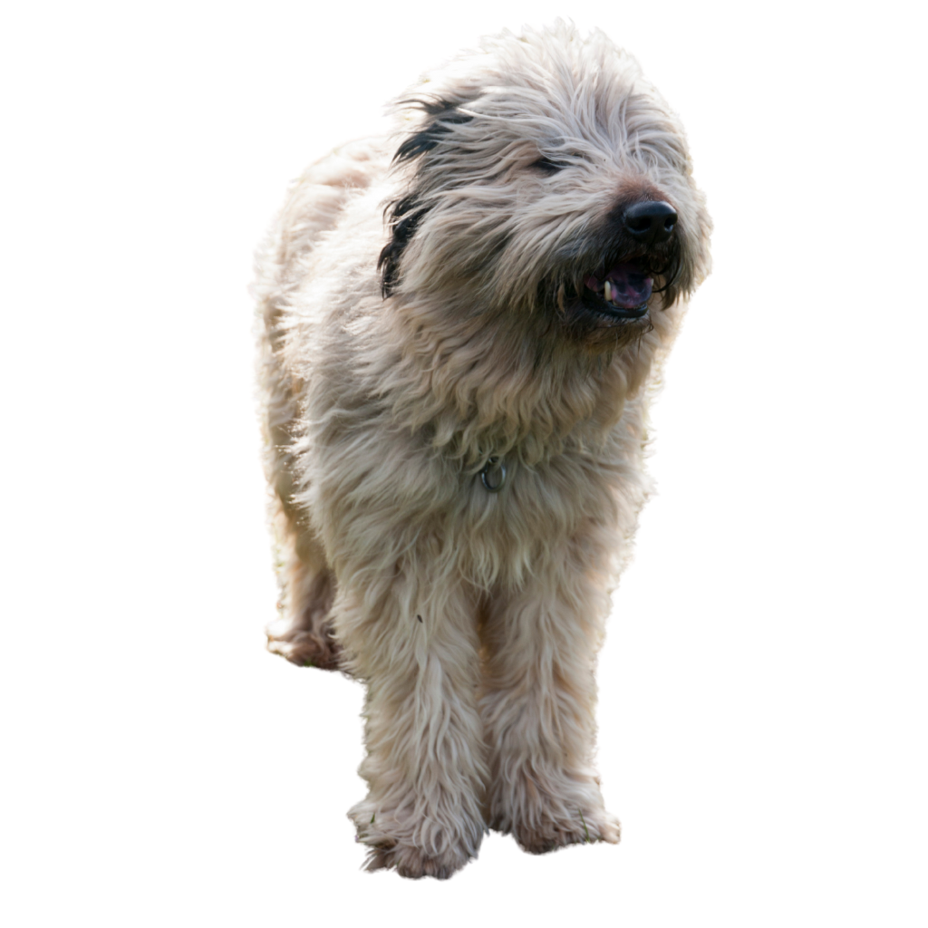 Catalan Sheepdog (Berger Catalan)