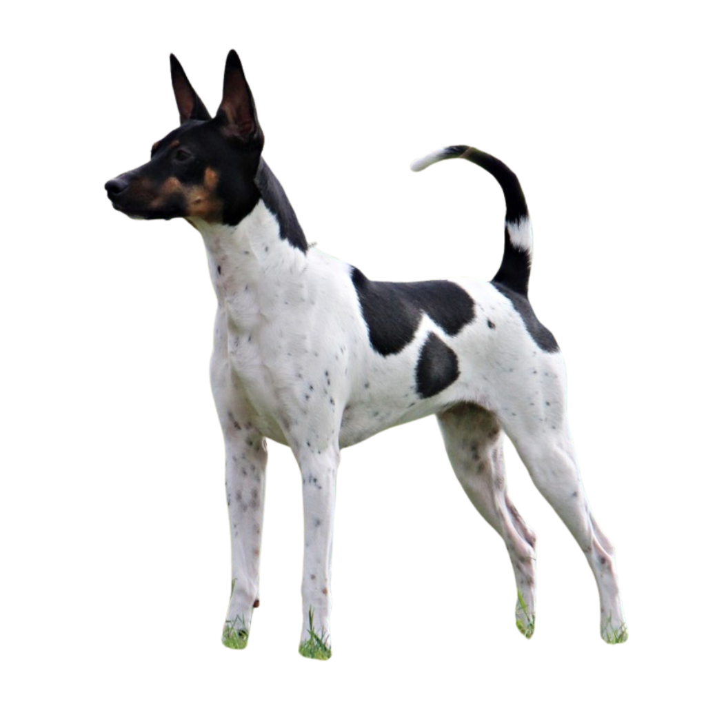 Gos Rater Valencià (Ratonero Valenciano)