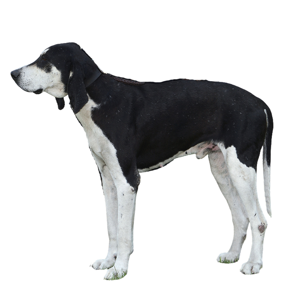 Grand Anglo-Français white and black