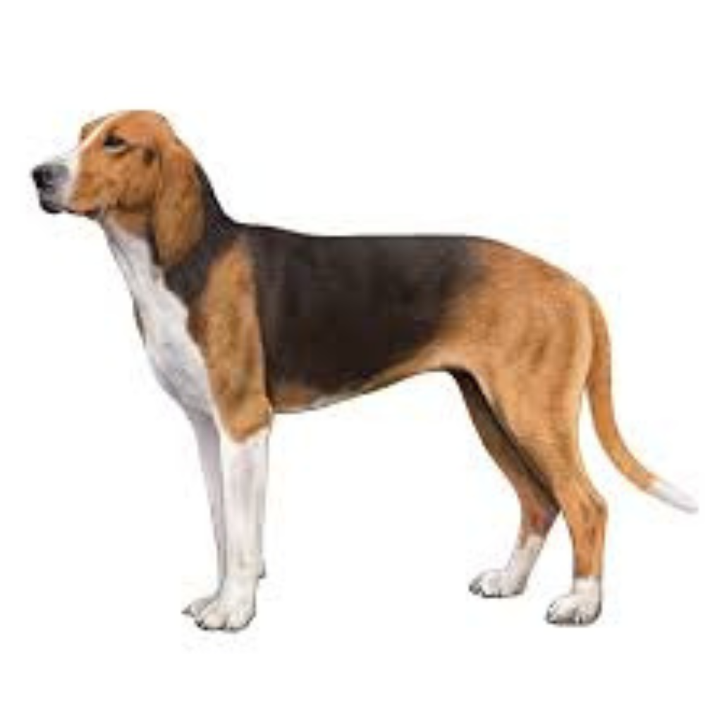 Gran Anglo-Francés Tricolor