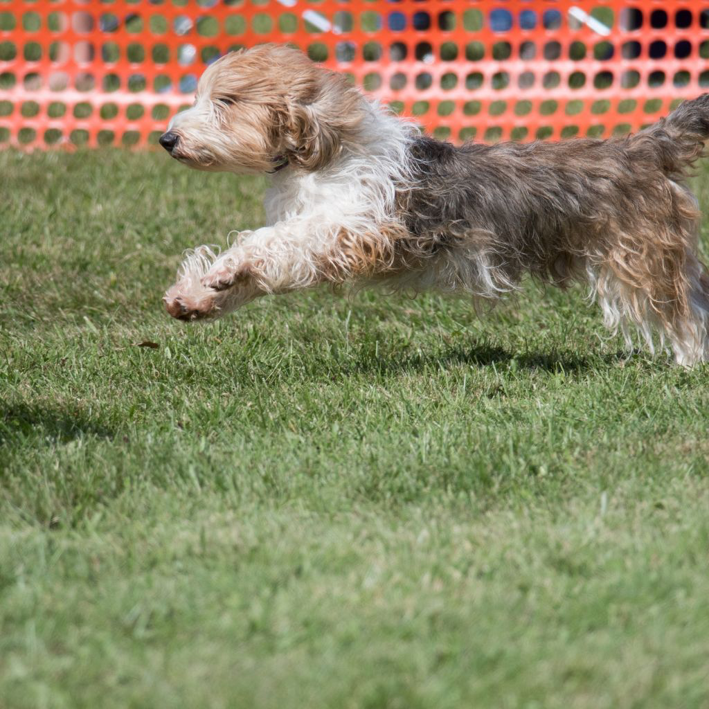 Grand Basset Griffon Vendéen