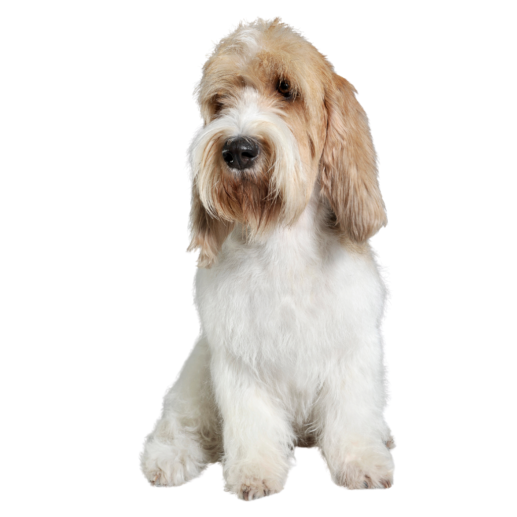 Grand Basset Griffon Vendéen