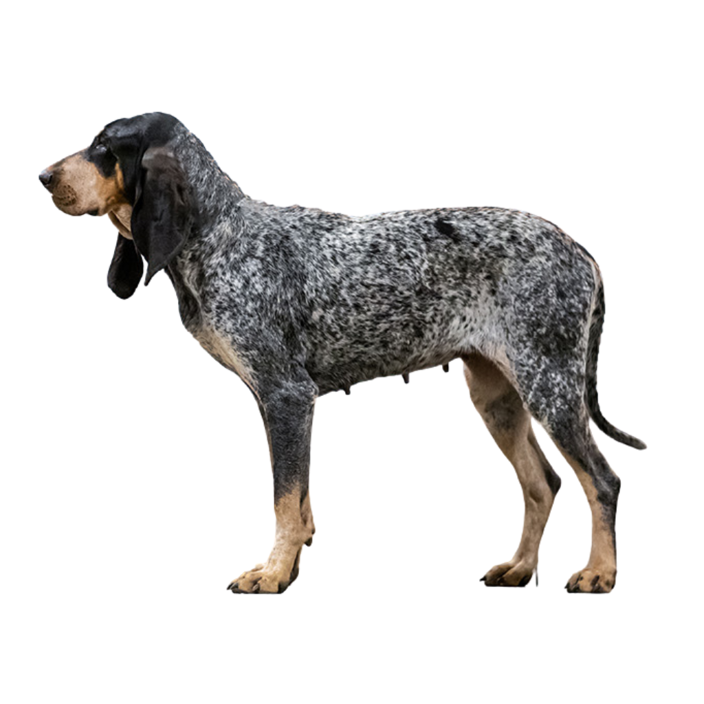 Gran Azul de Gascuña