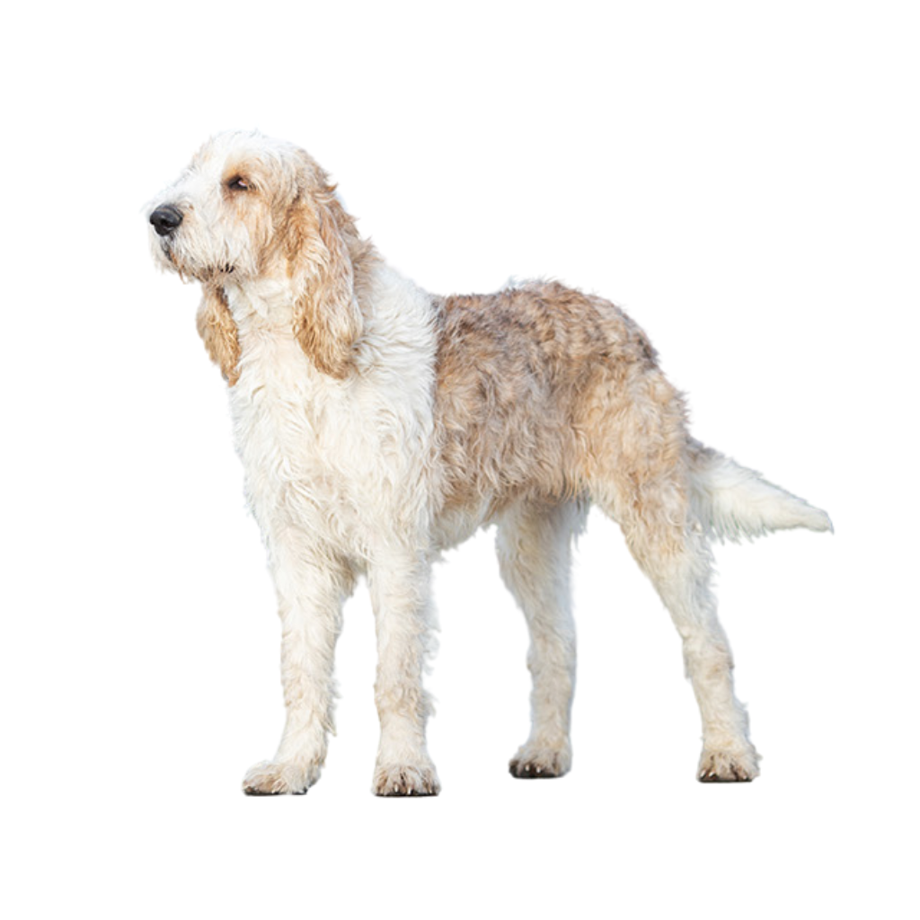 Gran Grifón Vendeano