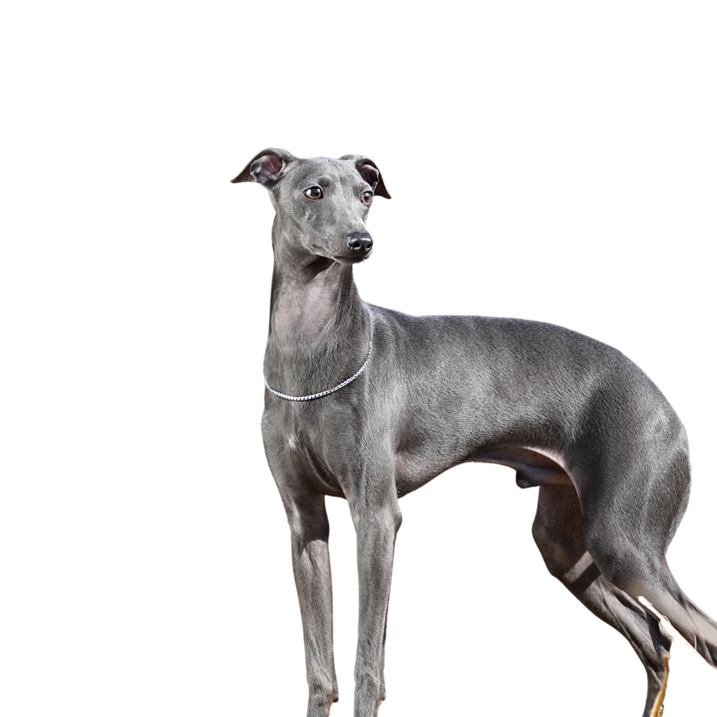 Greyhound (Lebrel Inglés)