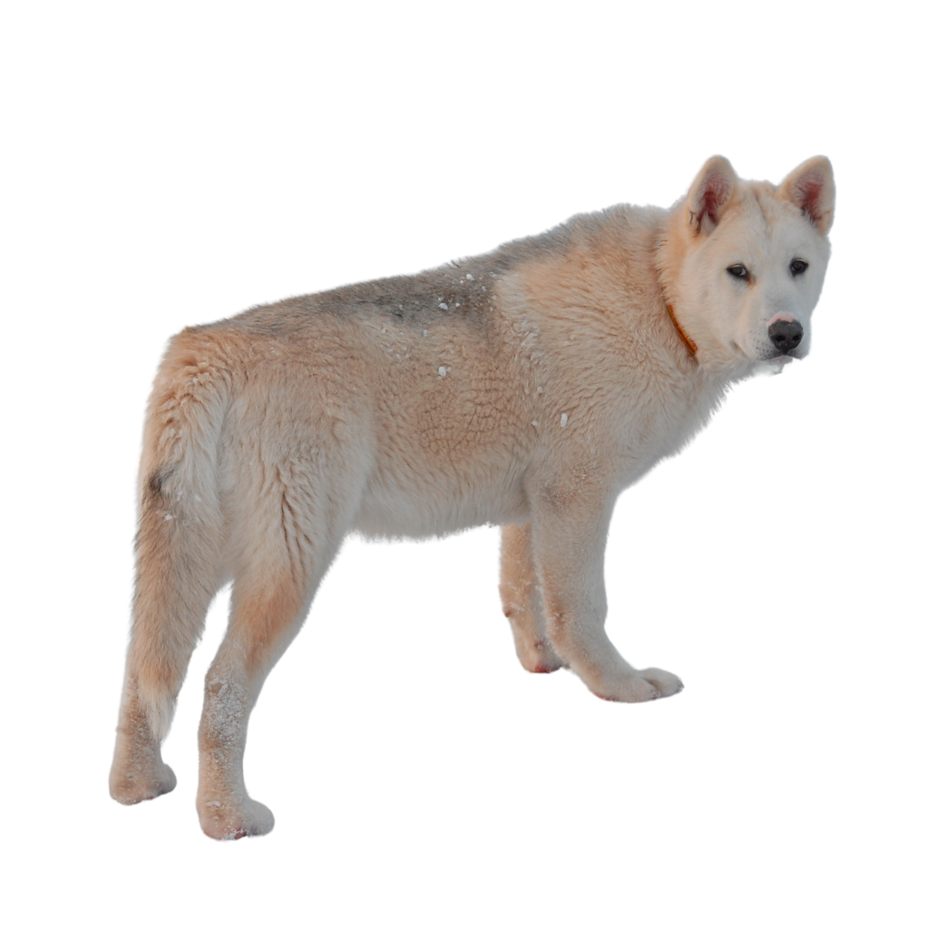 Grønlandshund (Perro de Groenlandia)