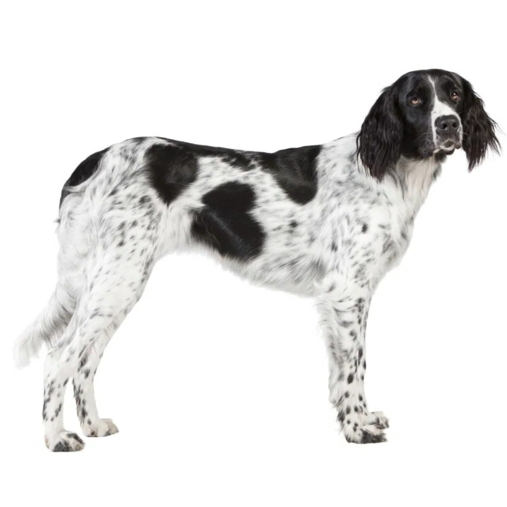 Gran Spaniel de Münster