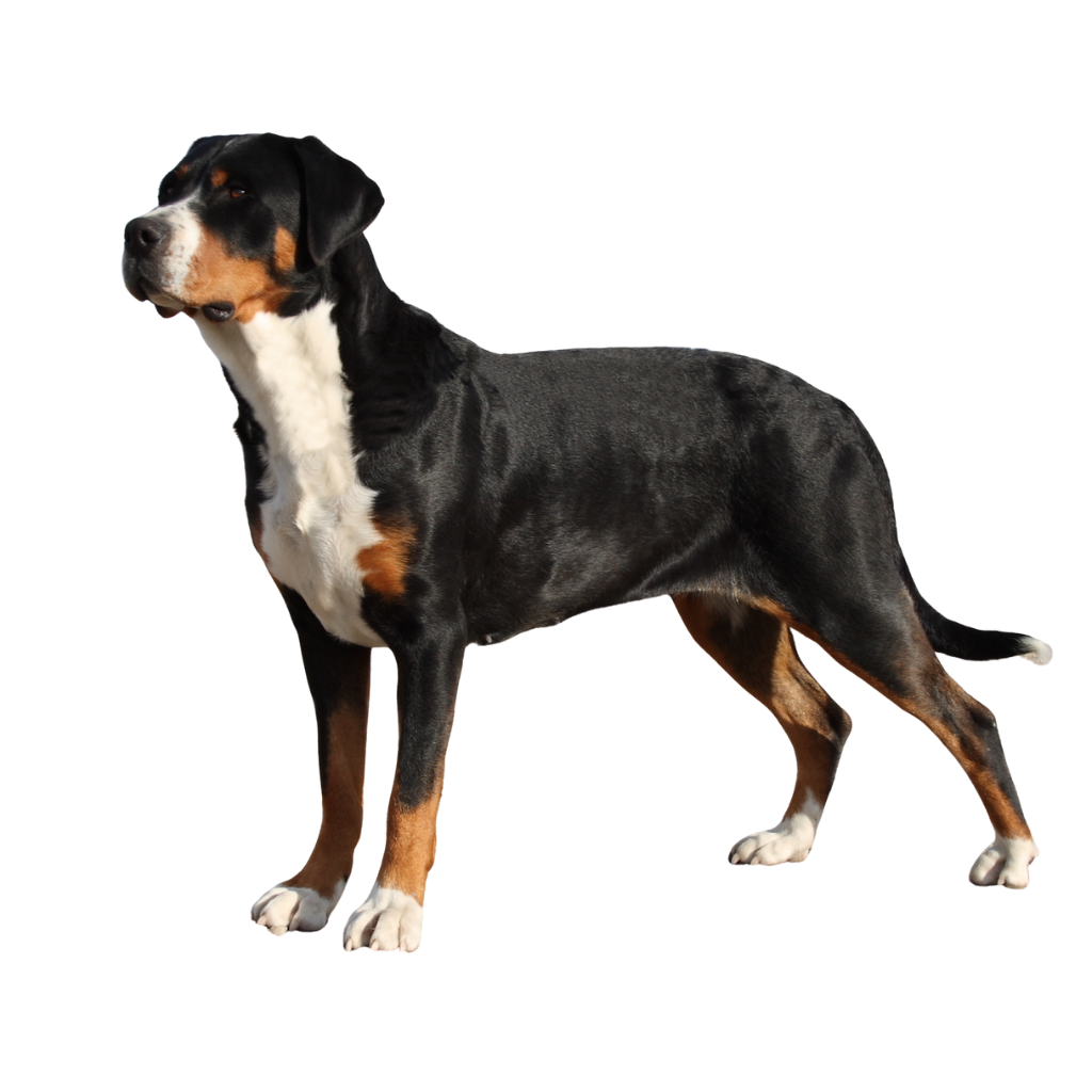 Greater Swiss Mountain Dog
