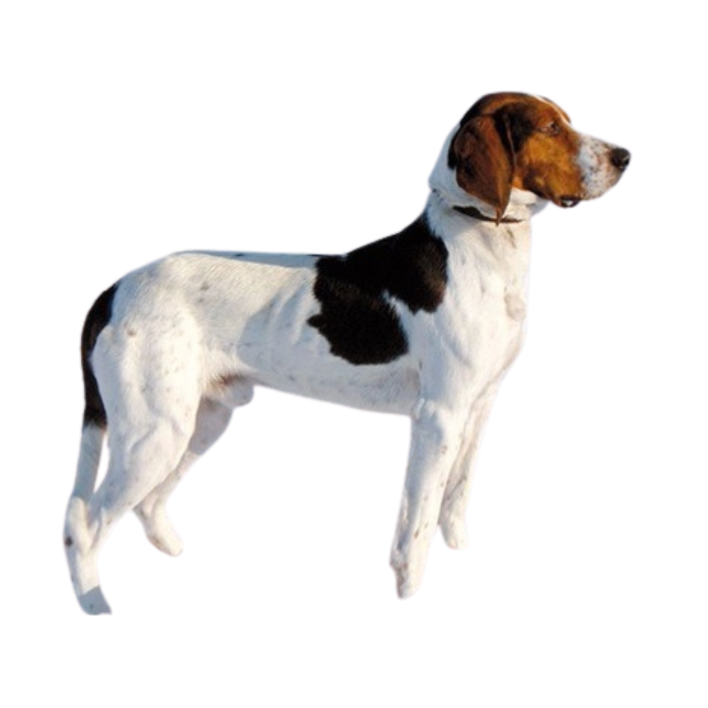 Haldenstøver (Halden Hound)