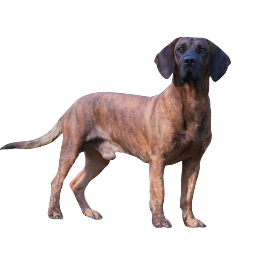 Hannoverscher Schweißhund (Chien rouge de Hanovre)