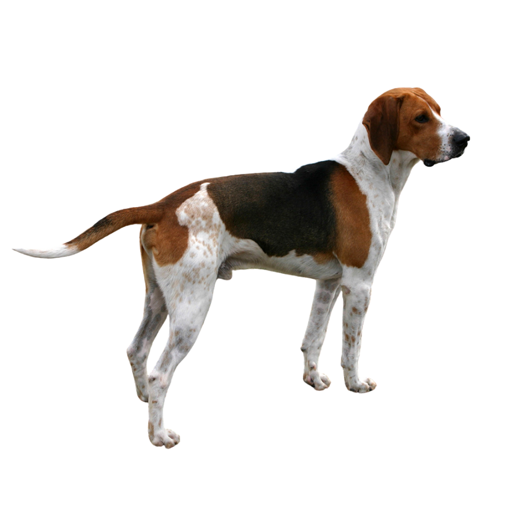 Harrier (of Harehound)