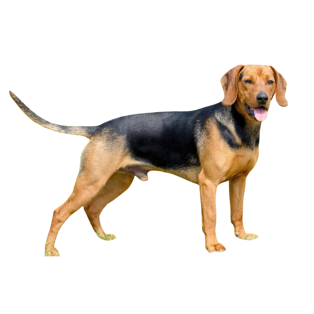 Hellinikos Ichnilatis (Greek Hound)