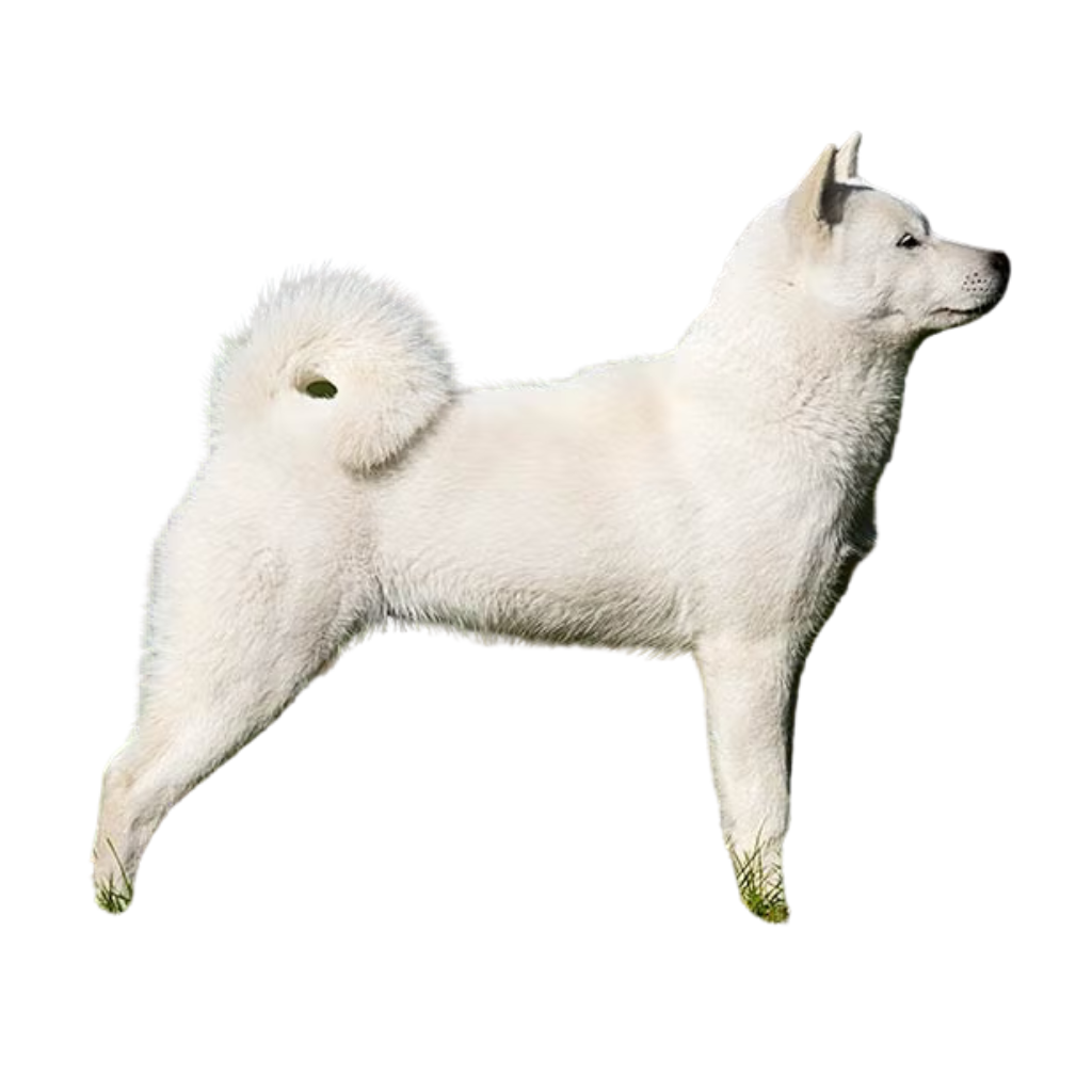 Hokkaido Ken