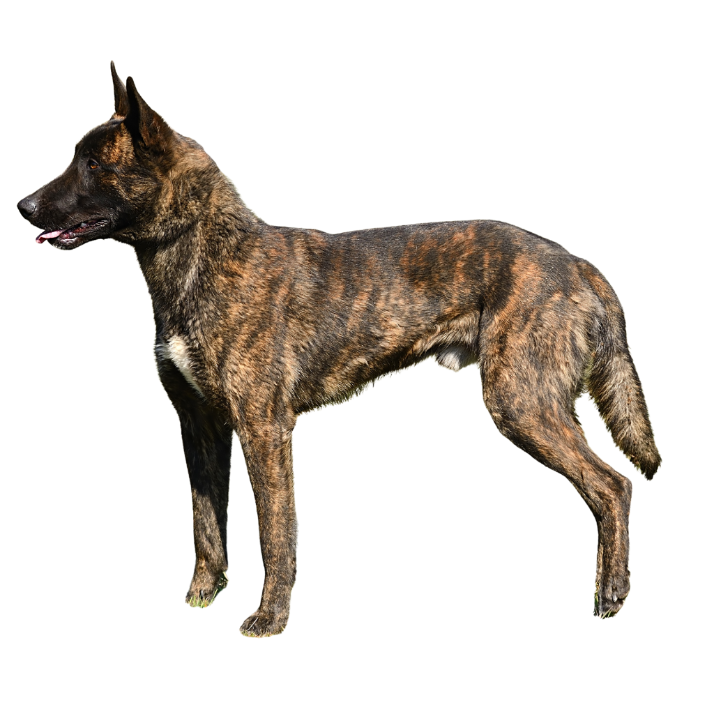 Perro pastor holandés