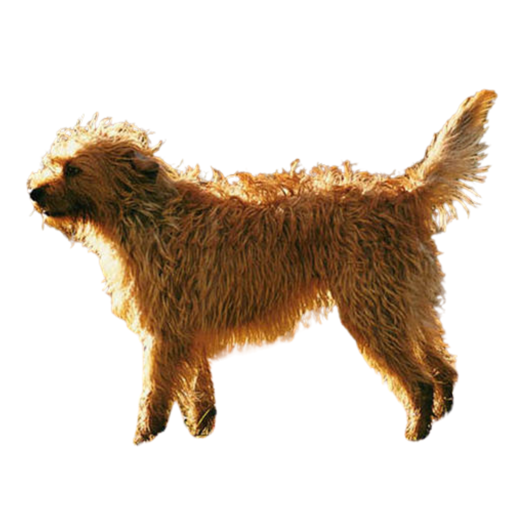 Hollandse Smoushond (Smous des Pays-Bas, Griffon hollandais)