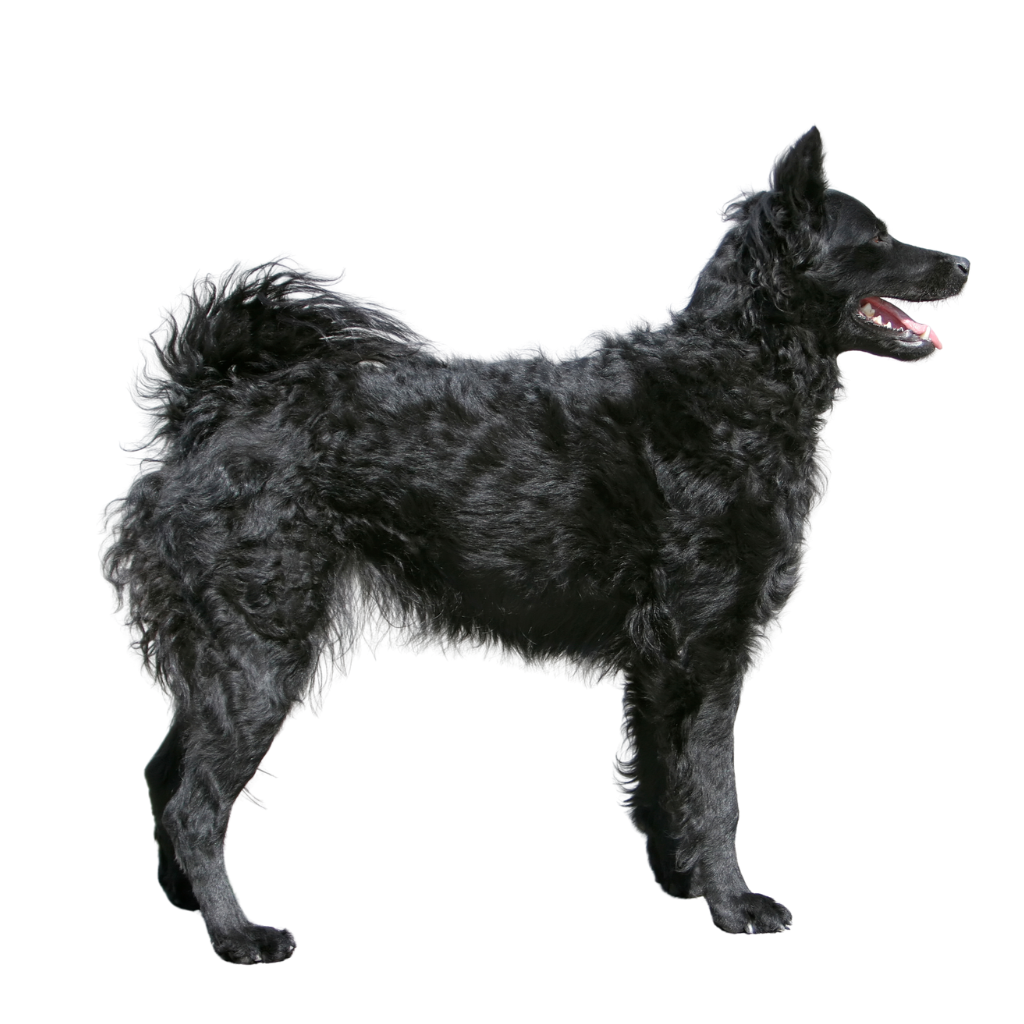 Hrvatski Ovčar (Croatian Shepherd Dog)