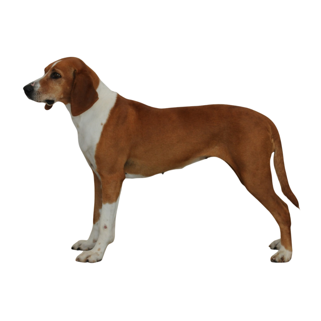 Hygenhund (Chien Courant de Hygen)