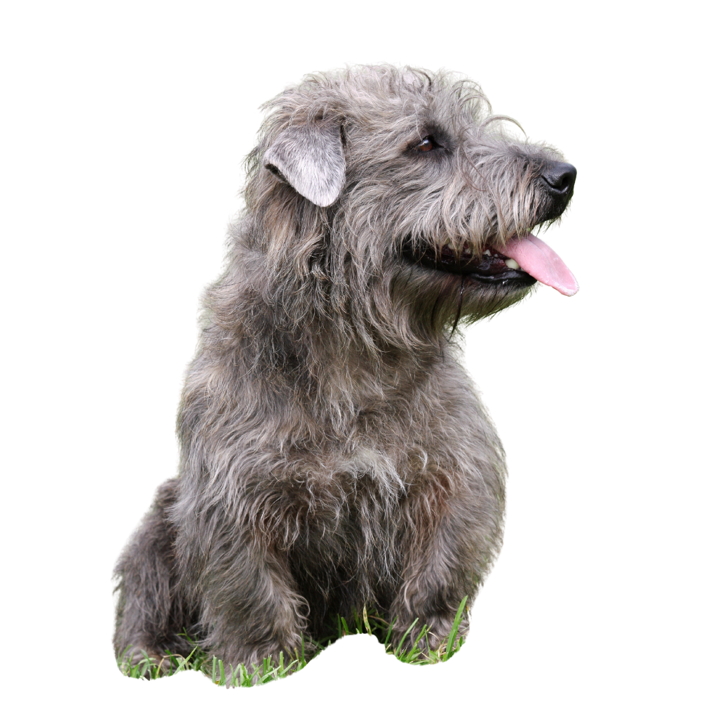 Irish Glen (Imaal Terrier)