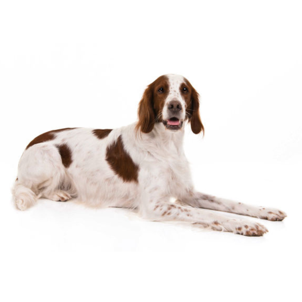 Irish Red and White Setter (Ou Setter Irlandais Rouge et Blanc)