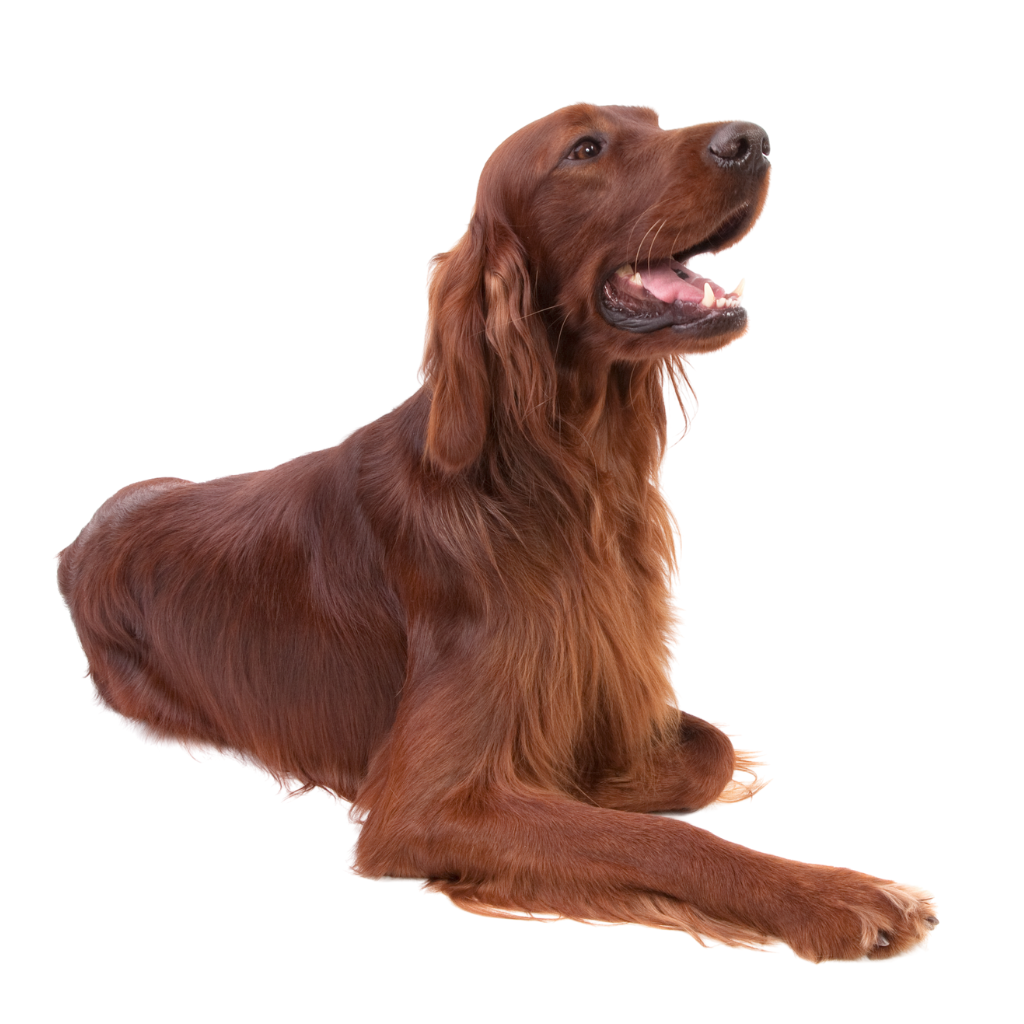 Irish Red Setter (O Setter Irlandés Rojo)