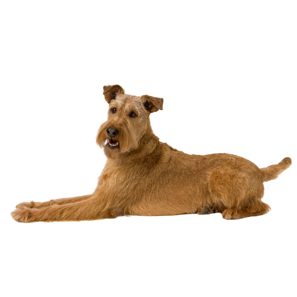 Irish Terrier (Ou Terrier Irlandais)