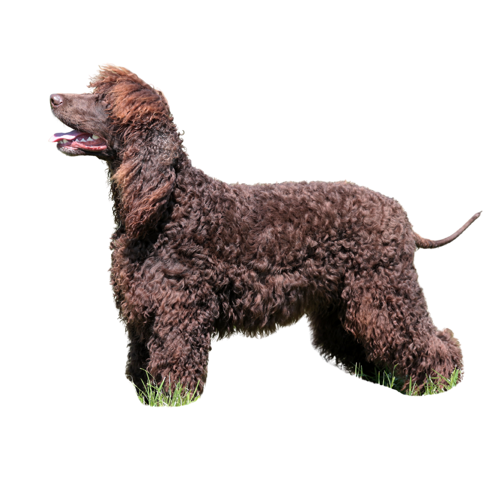 Irish Water Spaniel (O Perro de Agua Irlandés, Spaniel de Agua Irlandés)