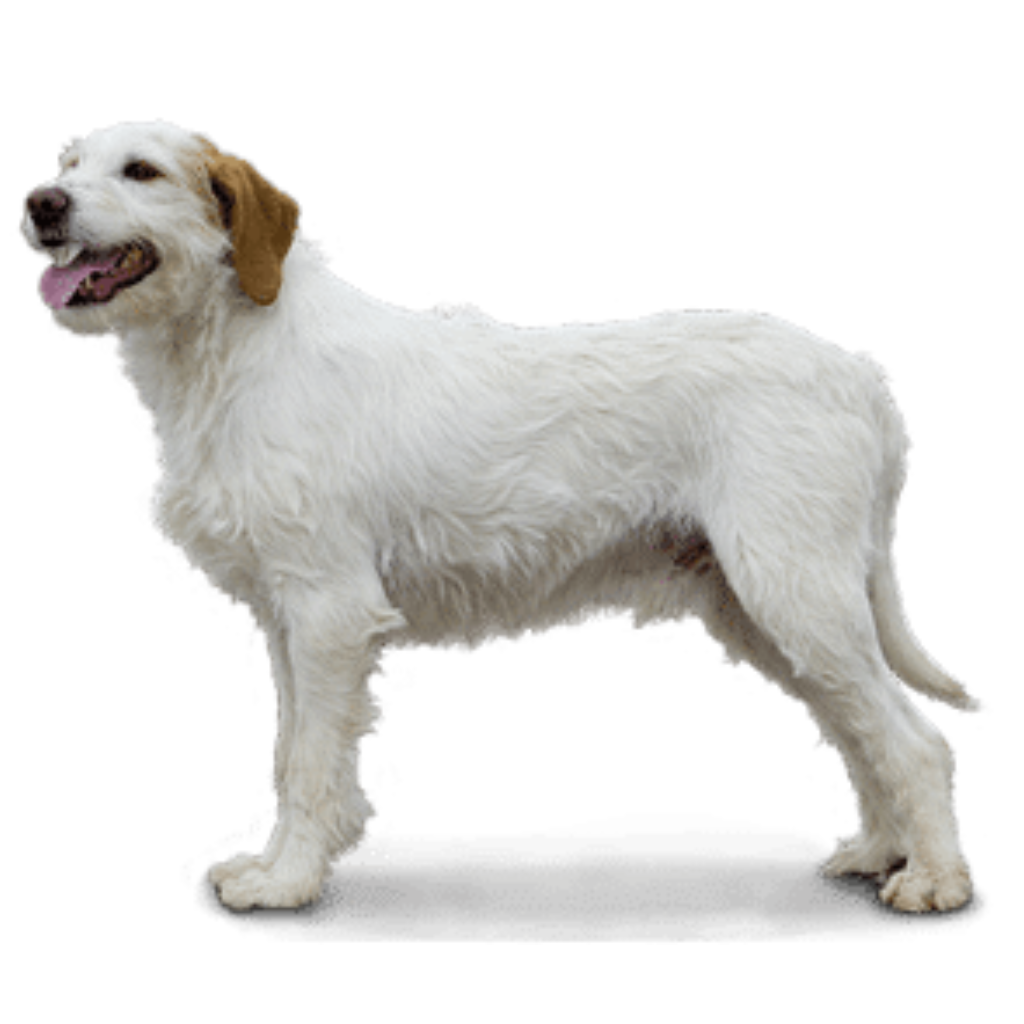 Istarski Ostrodlaki Gonic (Ou Chien courant d'Istrie à poil dur, Istrian Coarse Haired Hound)