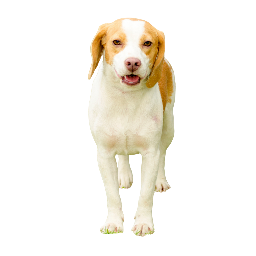 Istarski Kratkodlaki Gonic (Of Istrische Kortharige Hound)