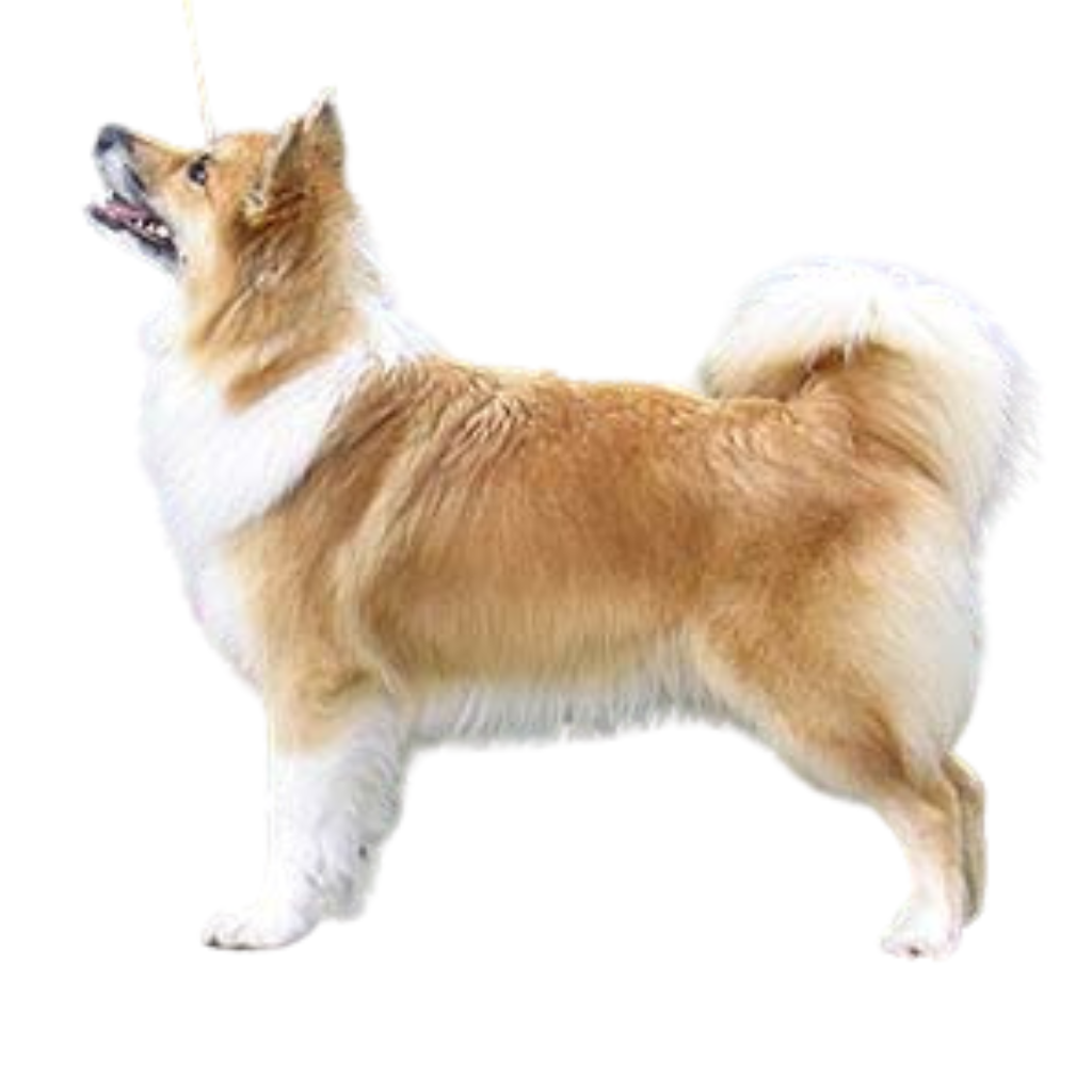 Icelandic Sheepdog (or Berger Islandais, Berger d'Islande, Chien de Berger d'Islande)