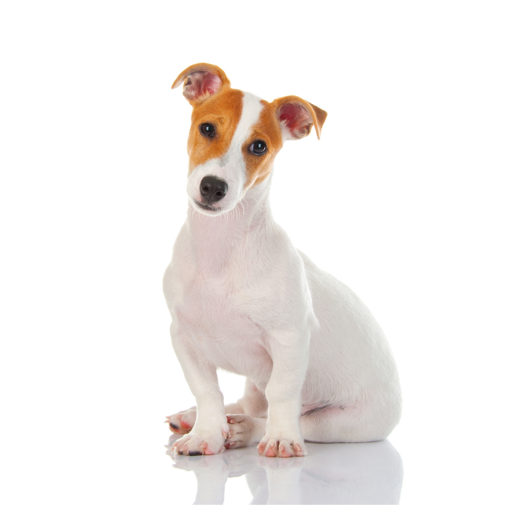 Jack Russell Terrier 