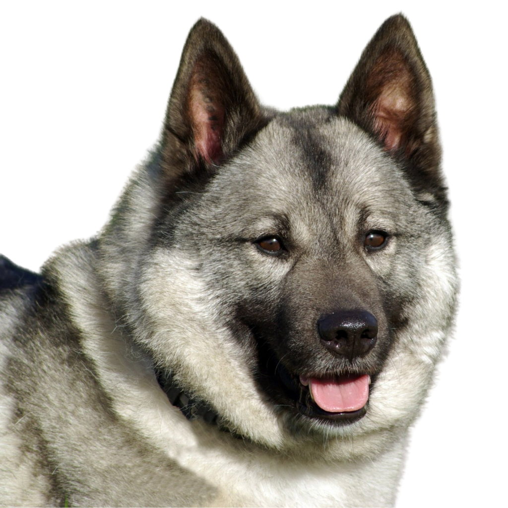 Jämthund (o Perro de alce sueco, Perro de alce gris mayor, o Swedish Elkhound)