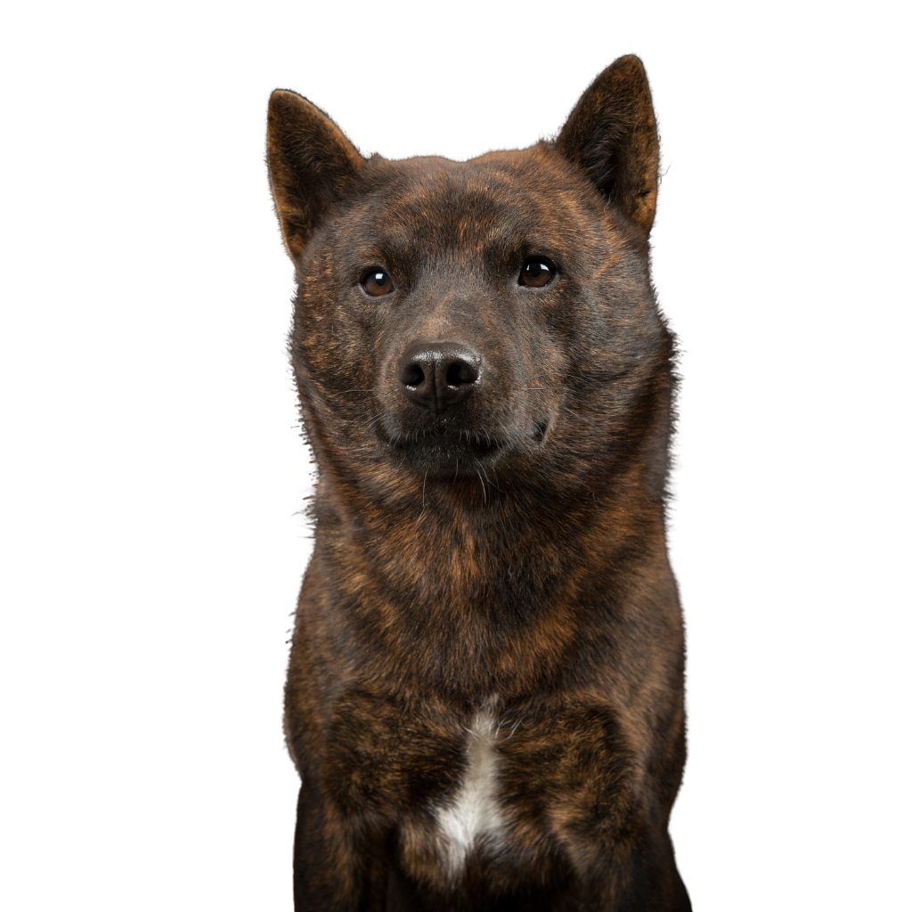 Kai (Of Kaï Tora-ken, Kai Toraken, Tora Inu, Kai Ken)