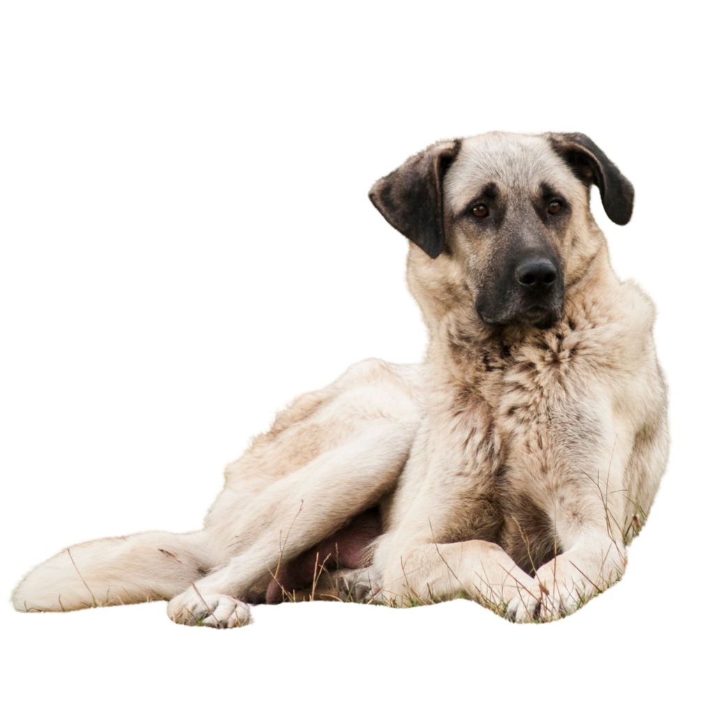 Kangal Çoban Köpegi (o perro de pastor de Anatolia)