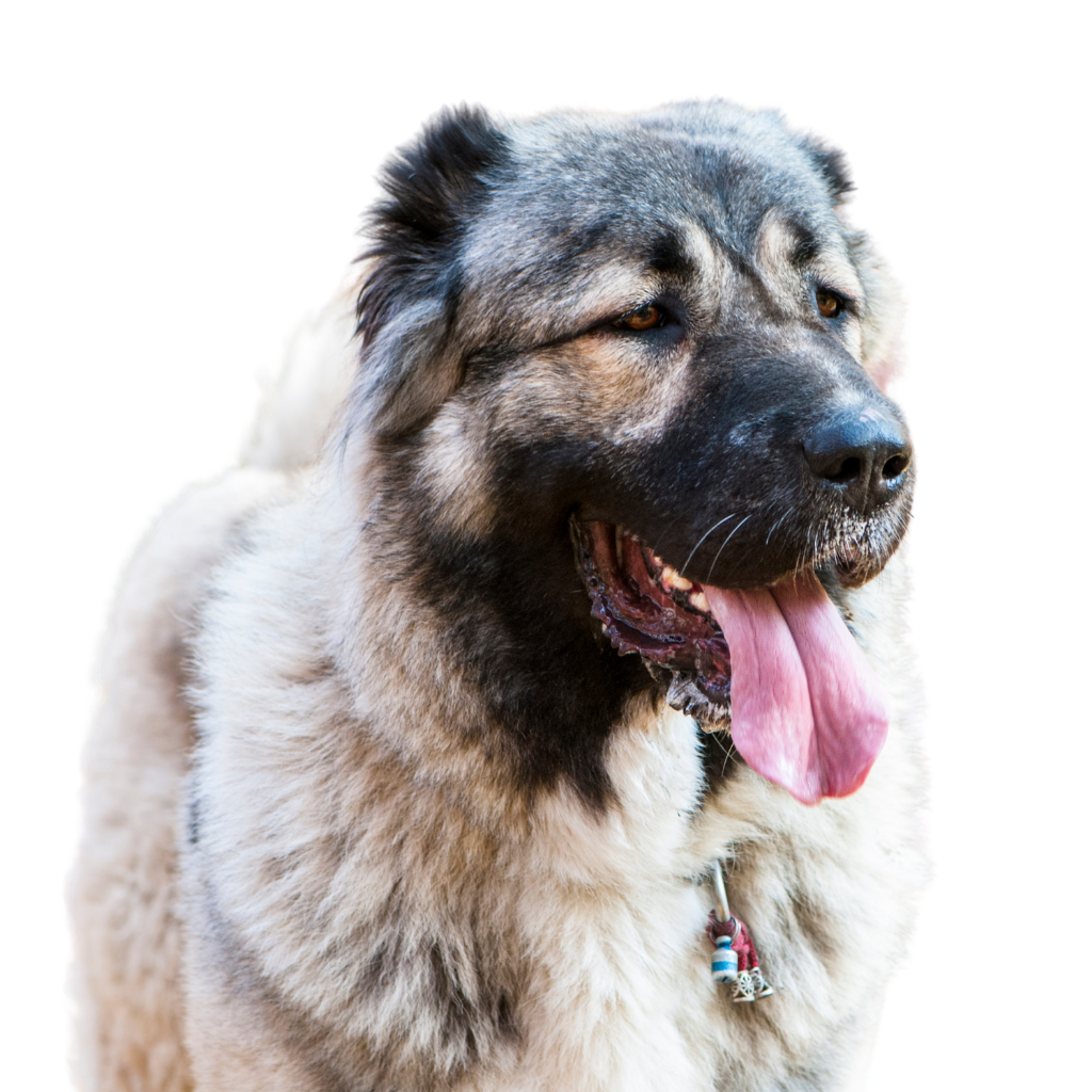 Kavkazskaïa Ovtcharka (Ou Central Asia Shepherd Dog, Chien de berger du Caucase, Berger du Caucase)
