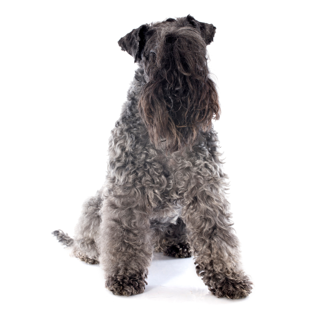 Kerry Blue Terrier