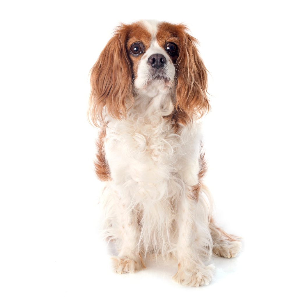 King Charles Spaniel (o Epagneul King Charles, English Toy Spaniel)