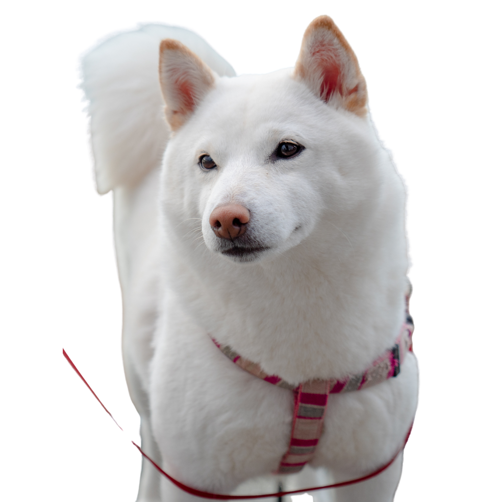 Kishu Inu
