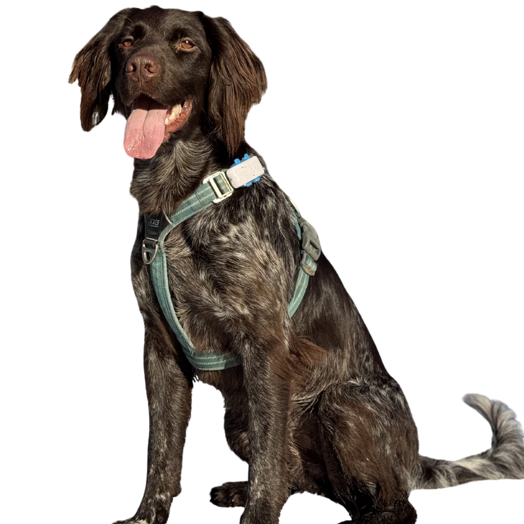 Kleiner Münsterländer (or Petit Epagneul de Münster, Petit Munsterlander, Kleiner Münsterländer Vorstehhund, Heidewachtel)