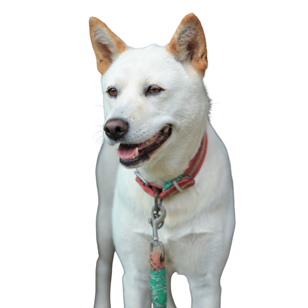 Korea Jindo Dog (Ou Chien Jindo Coréen, Spitz Coréen de Jindo, Korean Jindo Dog)