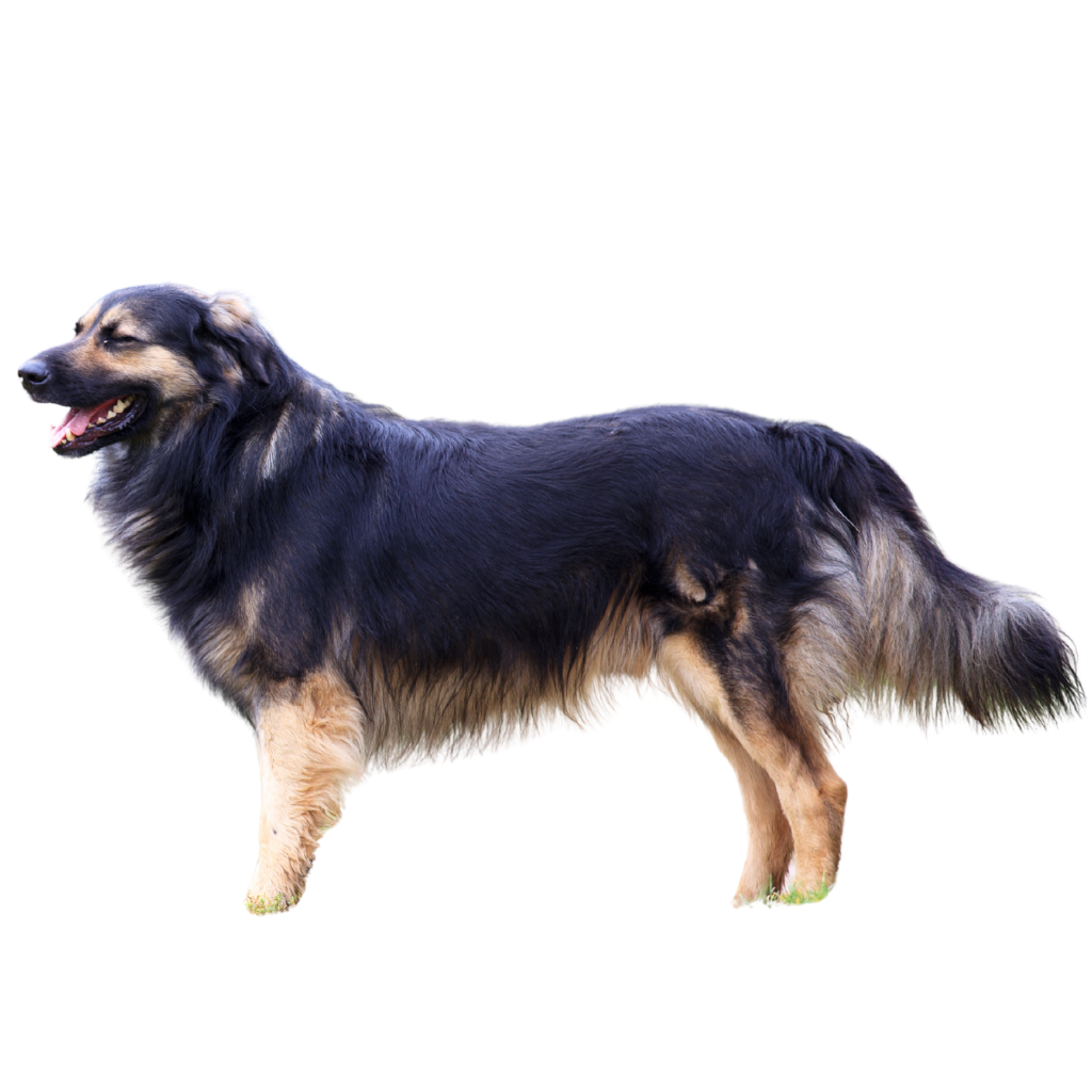 Kraski Ovcar (Ou Berger du Karst, Berger du massif du Karst, Karst Shepherd)