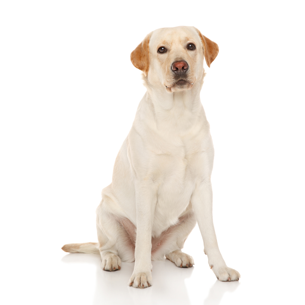 Labrador Retriever (or Labrador, Retriever of Labrador)