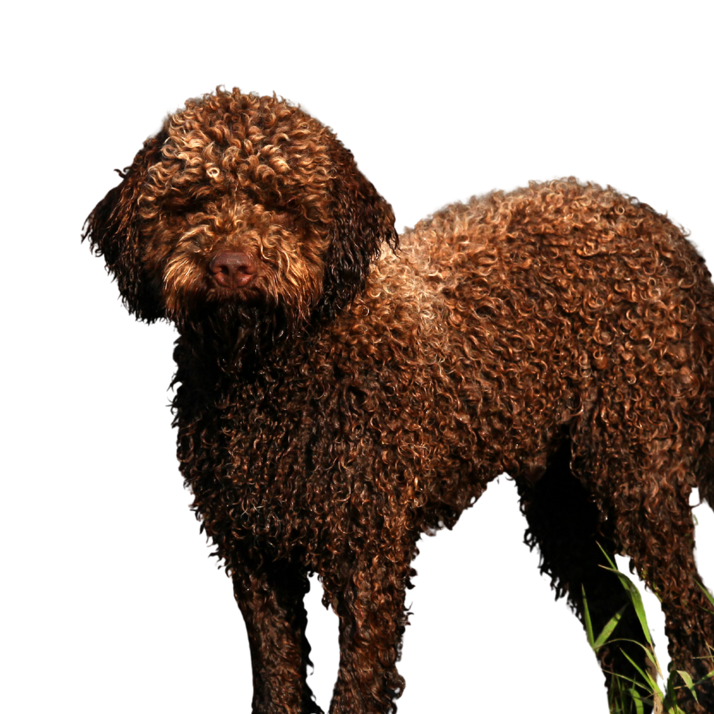 Lagotto Romagnolo (o Perro de agua Español)