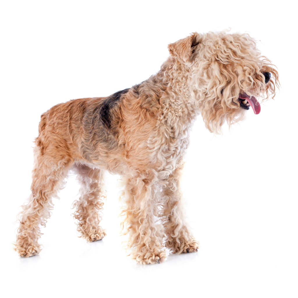 Lakeland Terrier (o Terrier de Patterdale, Terrier de trabajo, Terrier de Westmorland)