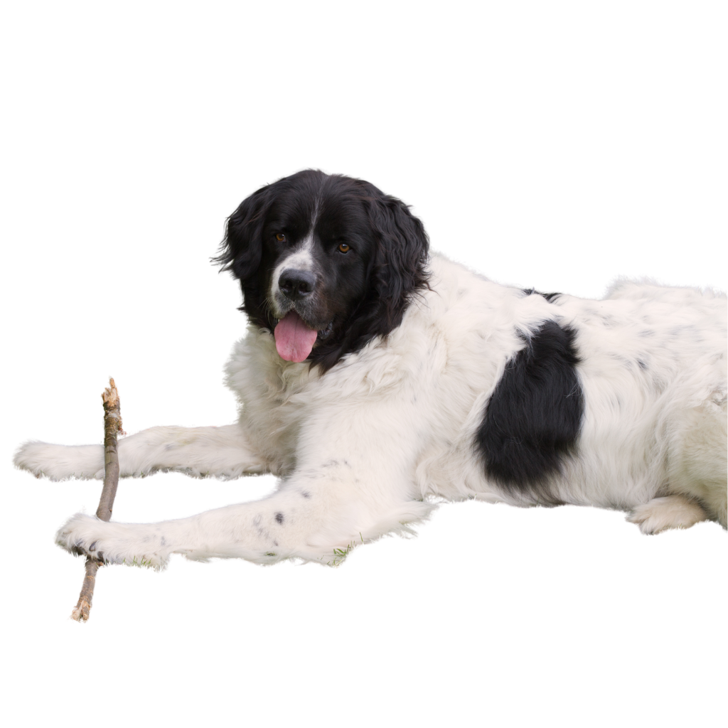 Landseer (of Landseer van het continentale Europese type)