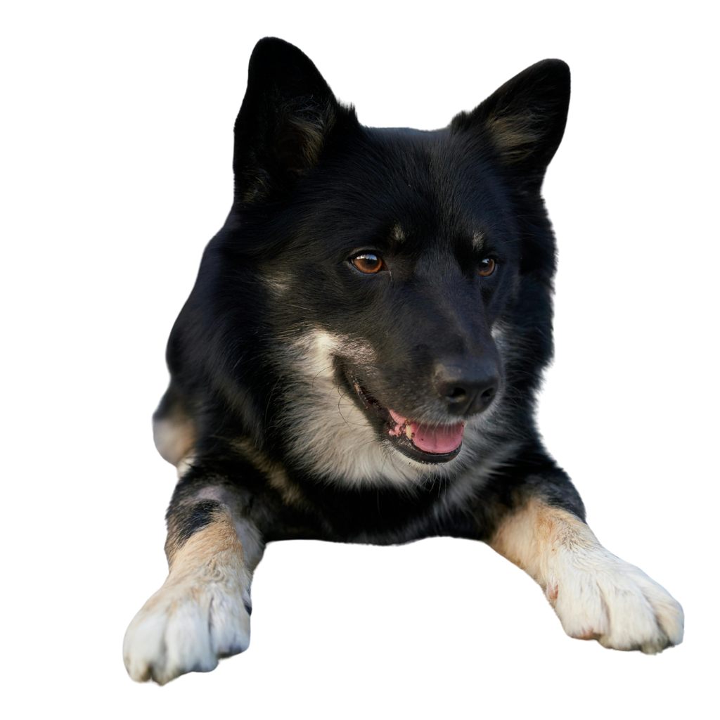 Lapinporokoira (or Finnish Lapphund)