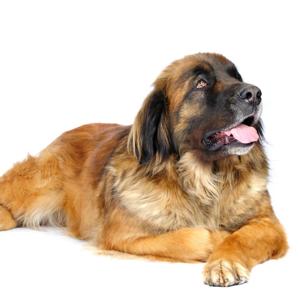 Leonberger (Of Hound van Leonberg)