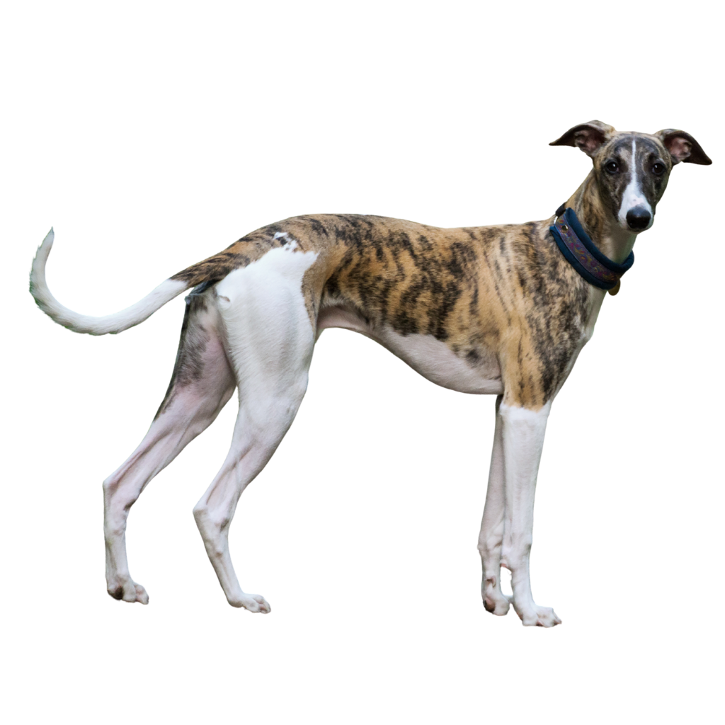 Magyar Agar (Of Hongaarse Windhond)